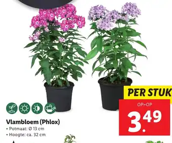 Lidl Vlambloem (Phlox) aanbieding