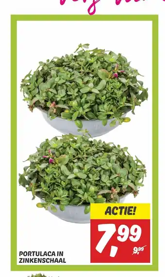 Dekamarkt PORTULACA IN ZINKENSCHAAL aanbieding