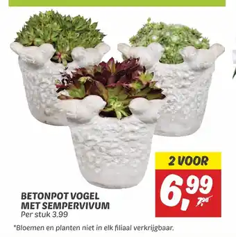 Dekamarkt BETONPOT VOGEL MET SEMPERVIVUM Per stuk 3.99 aanbieding