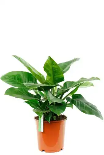 123Planten Philodendron imperial green aanbieding