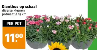 Poiesz Dianthus op schaal diverse kleuren potmaat Ø 19 cm aanbieding