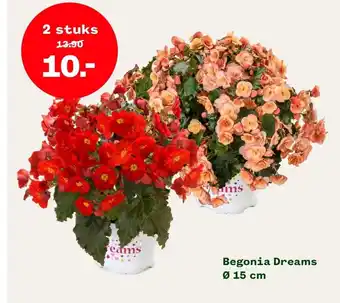 Welkoop Begonia Dreams Ø 15 cm 2 stuks aanbieding