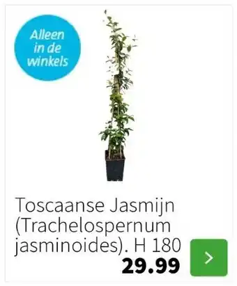 Intratuin Toscaanse jasmijn (trachelospernum jasminoides). h 180 aanbieding