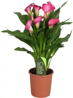 Intratuin Aronskelk (zantedeschia 'zazu') roze d 13 h 40 cm aanbieding