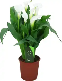 Intratuin Aronskelk (zantedeschia 'captain fresco') wit d 13 h 40 cm aanbieding