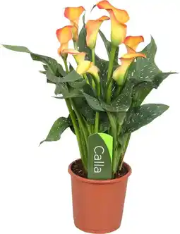 Intratuin Aronskelk (zantedeschia 'morning sun') d 13 h 40 cm aanbieding