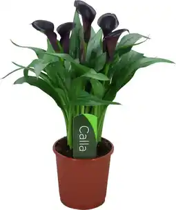Intratuin Aronskelk (zantedeschia 'odessa') d 13 h 40 cm aanbieding