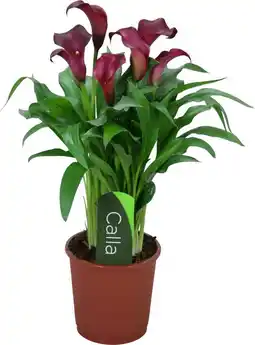 Intratuin Aronskelk (zantedeschia 'allure') d 13 h 40 cm aanbieding