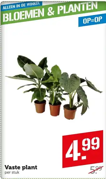 Coop Vaste plant aanbieding