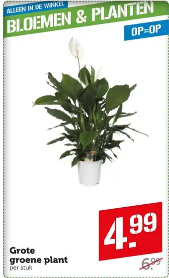 Coop Grote groene plant aanbieding