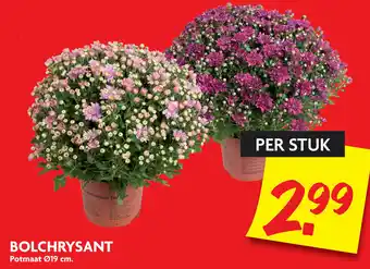 Dekamarkt Bolychrysant 19 cm aanbieding