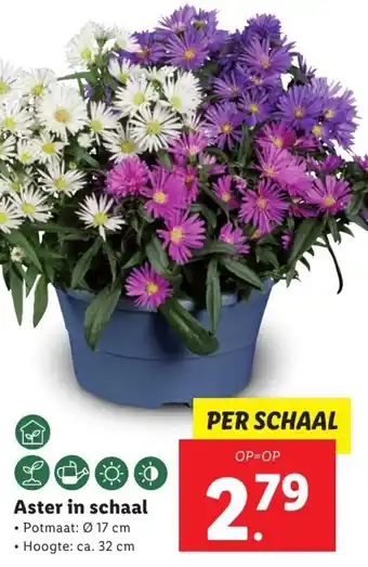 Lidl Aster in schaal 17cm aanbieding