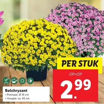 Lidl Bolchrysant 19cm aanbieding