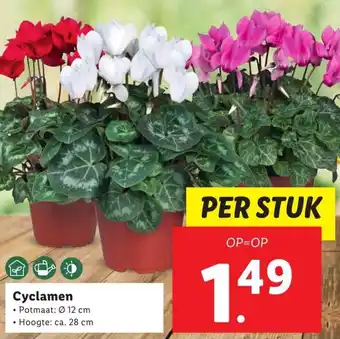 Lidl Cyclamen 12cm aanbieding