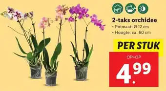 Lidl 2-taks orchidee 12cm aanbieding