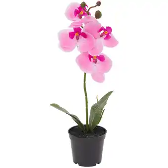 Action Home accents orchidee in pot aanbieding