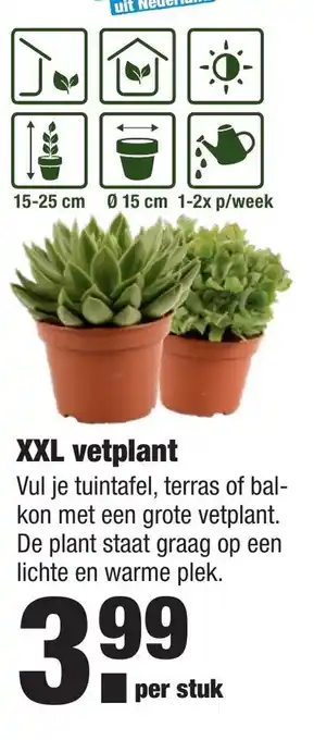 ALDI Vetplant XXL aanbieding