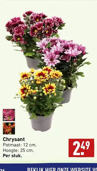 ALDI Chrysant aanbieding