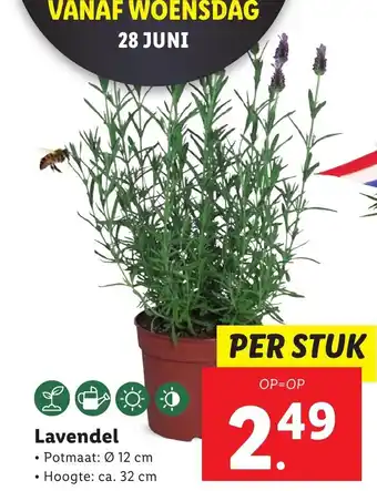 Lidl Lavendel aanbieding