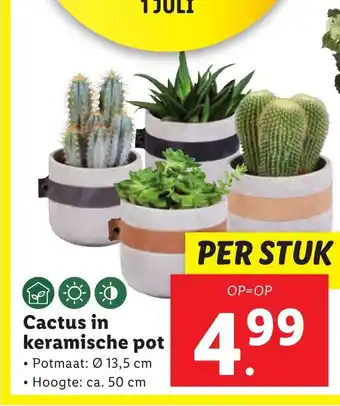 Lidl Cactus in keramische pot aanbieding