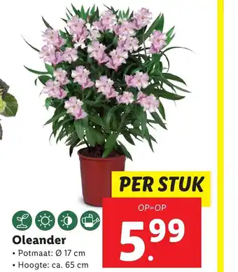 Lidl Oleander aanbieding