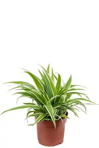 123Planten Chlorophytum ocean (graslelie) aanbieding