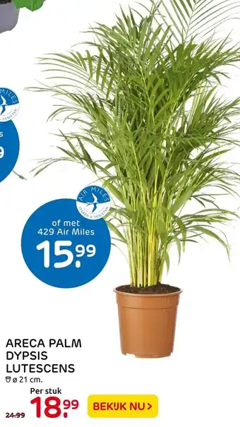 Praxis Areca palm dypsis lutescens aanbieding