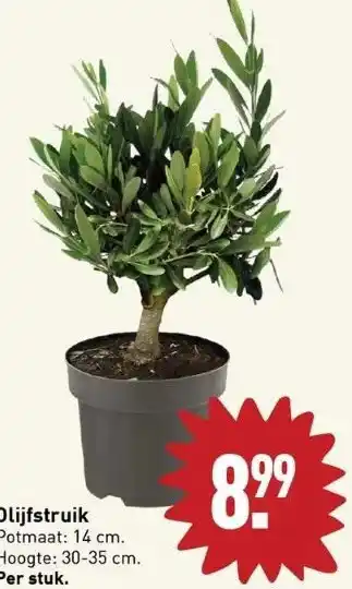 ALDI Olijfstruik potmaat: 14 cm. hoogte: 30-35 cm. per stuk. aanbieding