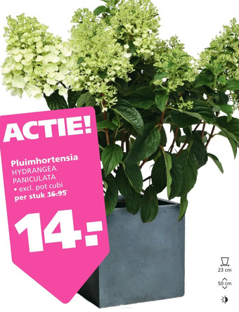 Ranzijn Pluimhortensia aanbieding
