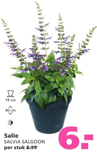 Ranzijn Salie aanbieding