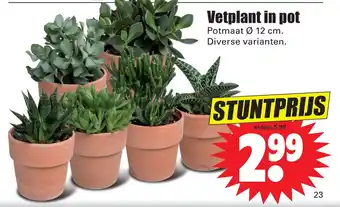 Dirk Vetplant in pot aanbieding