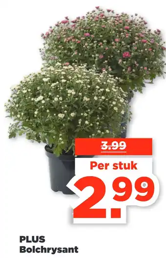 PLUS PLUS Bolchrysant aanbieding