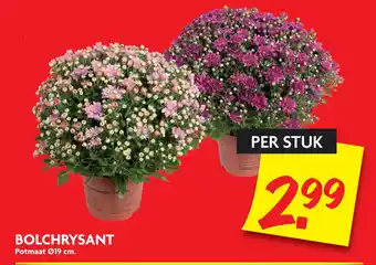 Dekamarkt Bolchrysant aanbieding