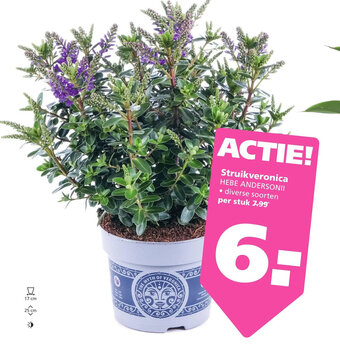 Ranzijn Struikveronica aanbieding
