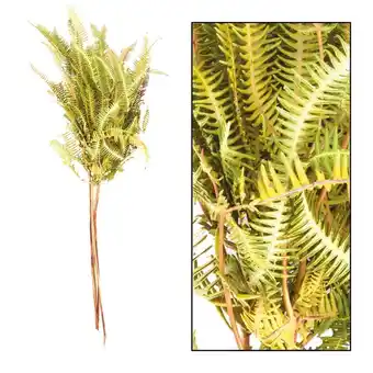 Leen Bakker Droogbloemen fern barranco - bruin - 60 cm - leen bakker aanbieding