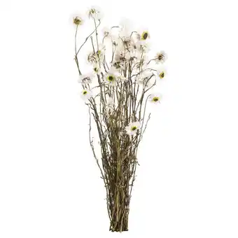 Leen Bakker Droogbloemen acroclinium - wit - 50 cm - leen bakker aanbieding