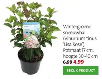 Intratuin Wintergroene sneeuwbal aanbieding