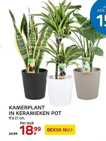 Praxis Kamerplant In Keramieken Pot aanbieding