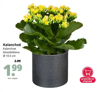 GroenRijk Kalanchoë aanbieding