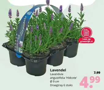 GroenRijk Lavendel aanbieding