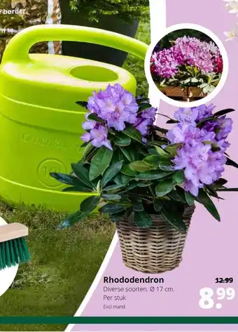 GroenRijk Rhododendron ø 17 Cm aanbieding