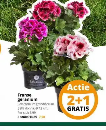 GroenRijk Franse geranium 2+1 Gratis aanbieding