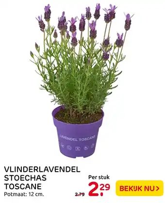 Praxis Vlinderlavendel stoechas toscane aanbieding