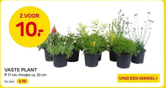 Praxis VASTE PLANT aanbieding