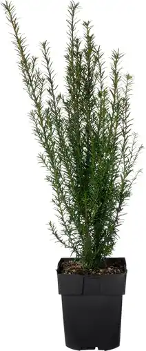 Intratuin Taxus (taxus baccata) d 17 h 50 cm aanbieding