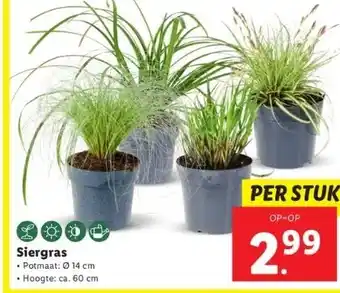 Lidl Siergras aanbieding