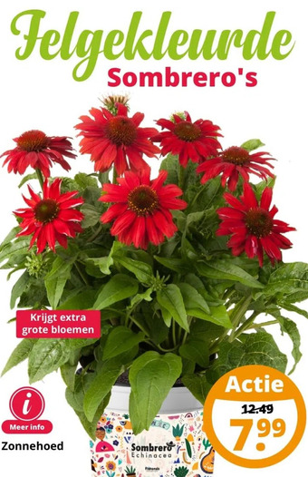 GroenRijk Zonnehoed aanbieding