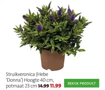 Intratuin Struikveronica (Hebe 'Donna') aanbieding