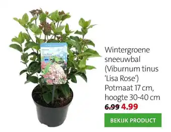 Intratuin Wintergroene Sneeuwbal (Viburnum Tinus 'Lisa Rise') aanbieding