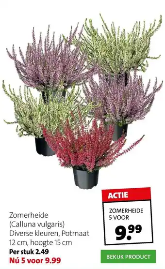 Intratuin Zomerheide (Calluna Vulgaris) aanbieding